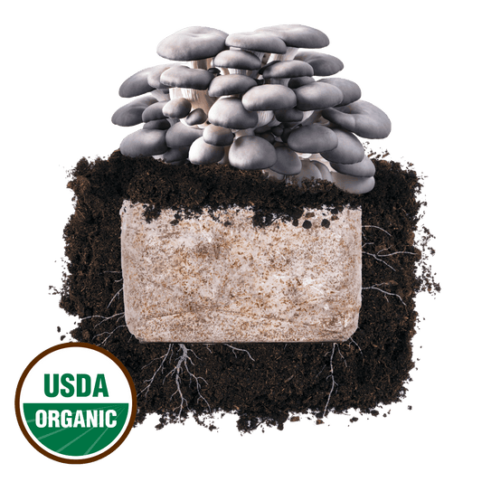 Blue Oyster 'Plant & Grow' Mushroom Starter Block
