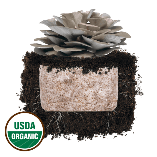 Italian Oyster 'Plant & Grow' Mushroom Starter Block