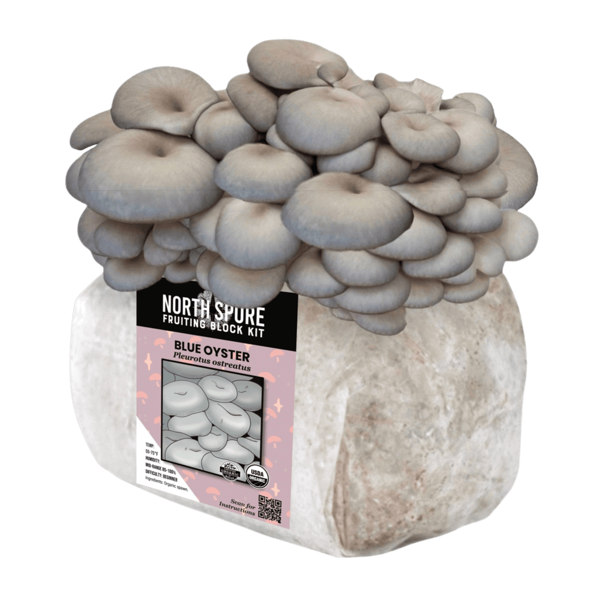 Organic Blue Oyster Mushroom Fruiting Block