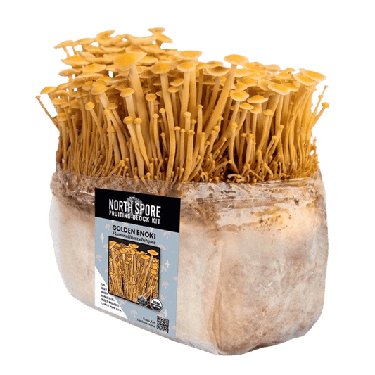 Organic Golden Enoki Mushroom Grow Kit Fruiting Block