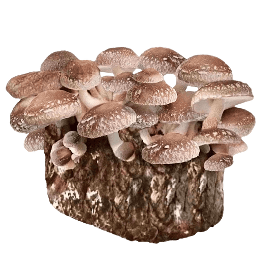 Organic Shiitake Mushroom Grow Kit Fruiting Block