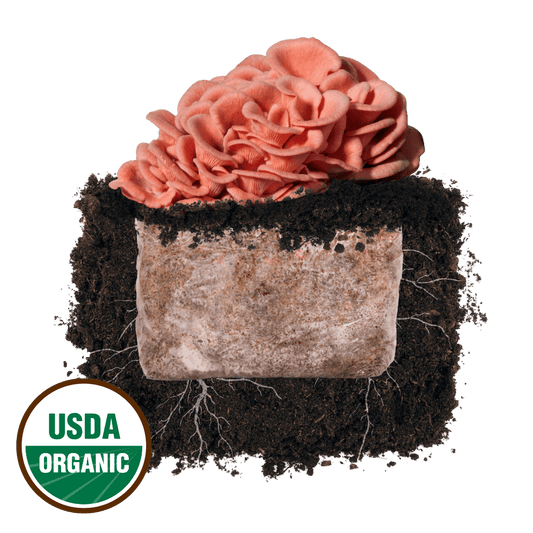 Pink Oyster 'Plant & Grow' Mushroom Starter Block