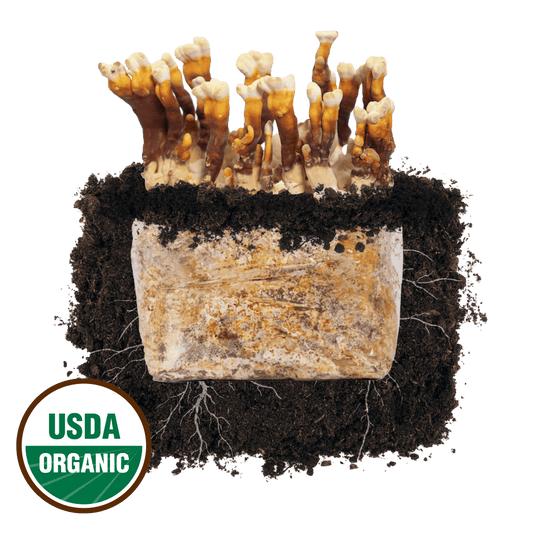 Reishi 'Plant & Grow' Mushroom Starter Block