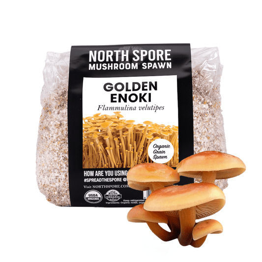 Organic Golden Enoki Mushroom Grain Spawn