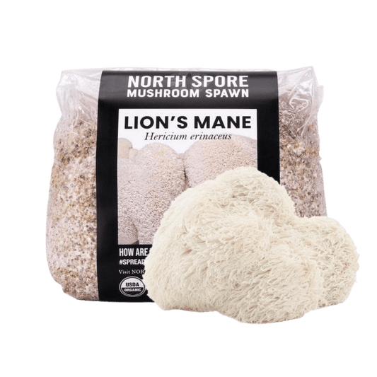 Organic Lion's Mane Mushroom Grain Spawn