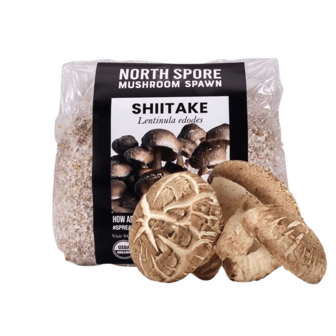 Organic Shiitake Mushroom Grain Spawn