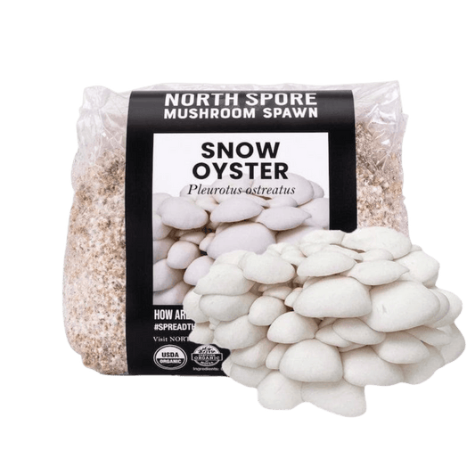 Organic Snow Oyster Mushroom Grain Spawn