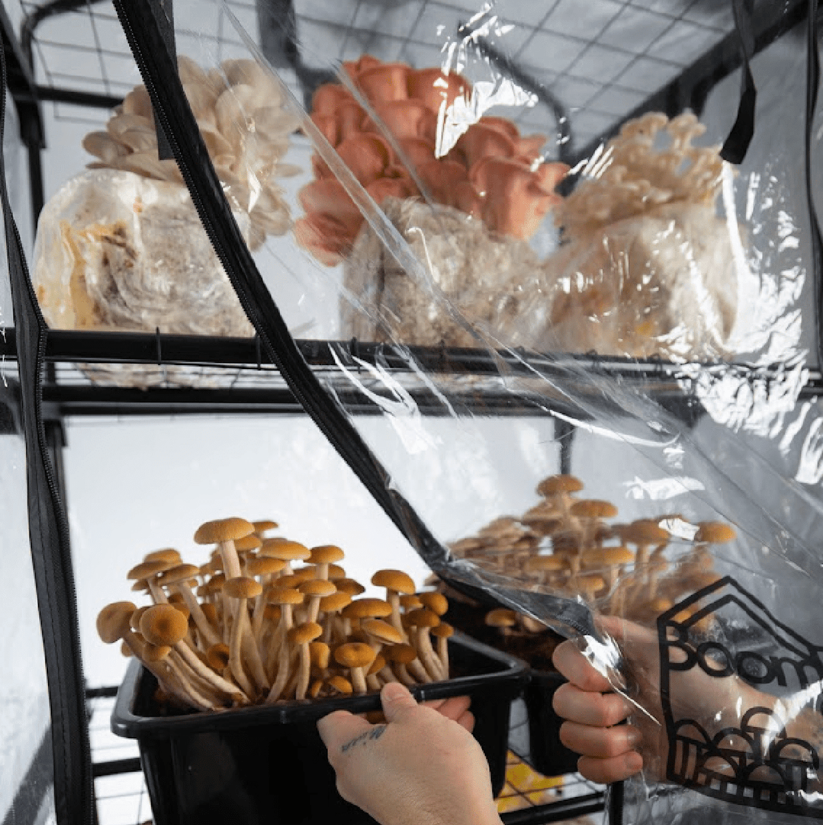 BoomRoom II Automated Martha Tent Mushroom Grow System
