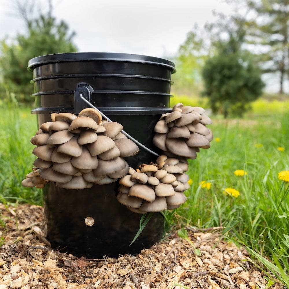 'MushBucket' Mushroom Bucket Grow Kit