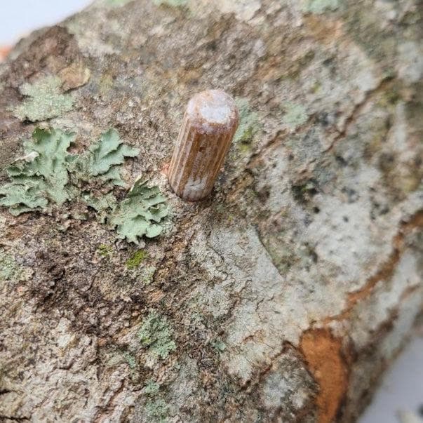 Organic Chestnut Mushroom Log Kit