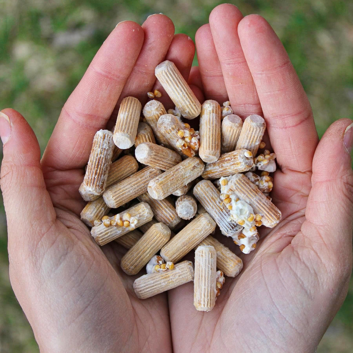 Organic Chicken of the Woods Mushroom Log Kit