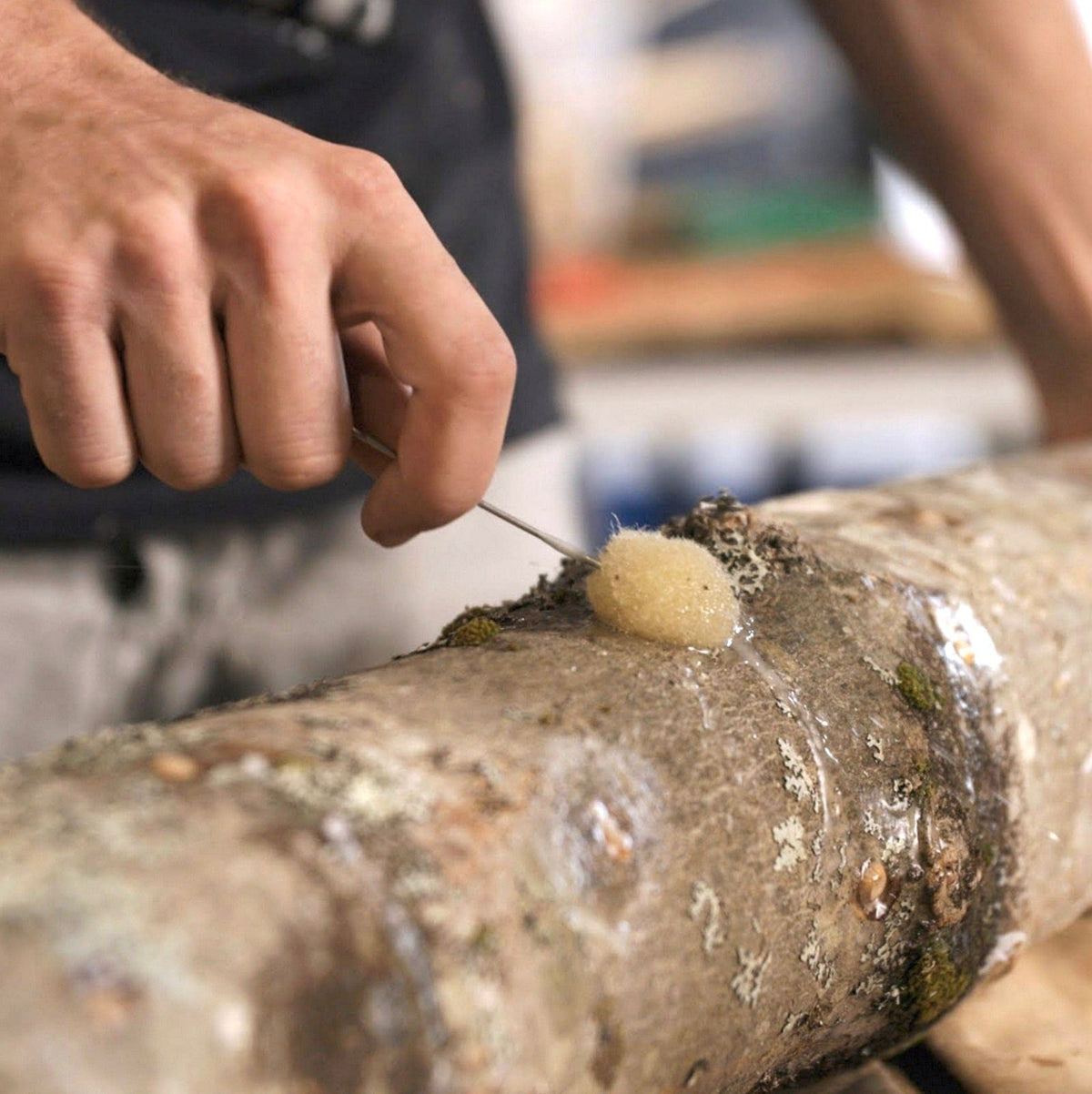 Organic Hen of the Woods (Maitake) Mushroom Log Kit