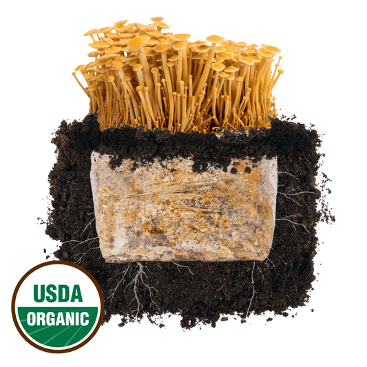 Golden Enoki 'Plant & Grow' Mushroom Starter Block
